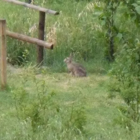 Il Cerchio Delle Fate